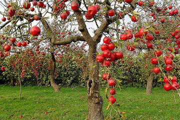 باغ سیب کرج
