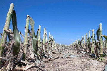 پیشبینی پاییز کم بارش در سال جاری خشکسالی کشاورزی