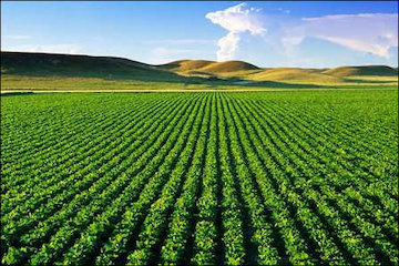 توصیههای هواشناسی کشاورزی تا ۶ مرداد ماه به تفکیک استان هواشناسی کشاورزی