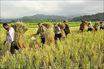 توصيههای هواشناسی کشاورزی تا ۱۳ آبان ماه به تفکیک استان هواشناسی کشاورزی