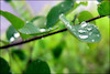 رگبار پراکنده باران در برخی استان‌ها/باد و گردوخاک در جنوب‌غرب، مرکز، دامنه‌های جنوبی البرز، شرق و شمال‌شرق
