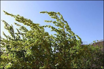 آلایندههای جوی از اواسط هفته در شهرهای صنعتی و بزرگ افزایش مییابد/تلاطم و طوفان در دریای جنوب ایران/وزش باد شدید در نوار شرقی وزش باد