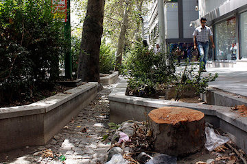 هشدار نسبت به نابودی درختان خیابان ولیعصر پايتخت/ ساخت و سازها و گودبرداریهای عمیق عمدهترین مشکل درختان درختان وليعصر