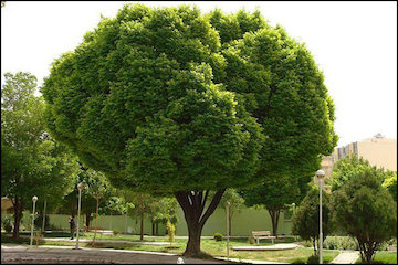 تصویب طرح ۴ بوستان محلهای در کمیته سیما و منظر شهری بوستان