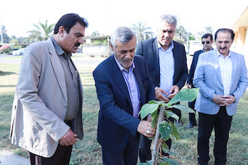 برگزاری جشنواره فرهنگی ورزشی به مناسبت هفته تربیت بدنی در بندر شهید رجایی/ کاشت نهال برای یادمان کارکنان مراسم