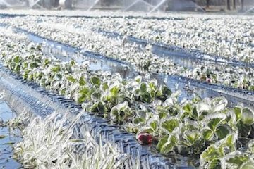 سرمازدگی محصولات کشاورزی