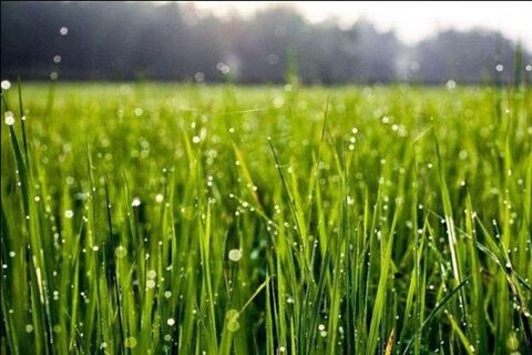 کاهش ۳۷ درصدی بارشهای استان زنجان در دی ماه باران کشاورزی