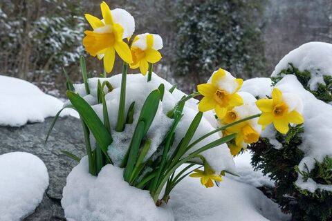 سردترین و گرمترین مناطق کشور در شبانهروز گذشته اعلام شد سرمازدگی