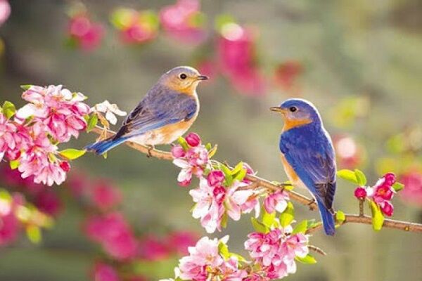 بهار ۱۴۰۲ نسبت به سال قبل خنکتر میشود بهار