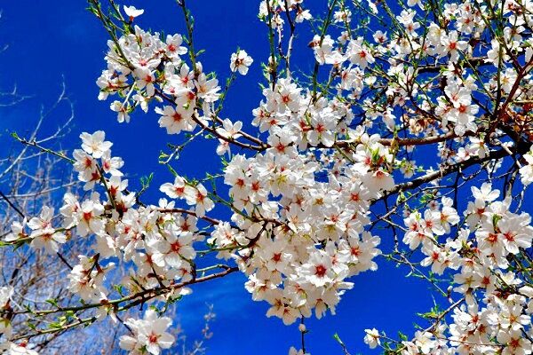 پیشبینی جوی آرام همراه با افزایش نسبی دما در بیشتر مناطق ایران آسمان صاف هوای بهاری آسمان آفتابی