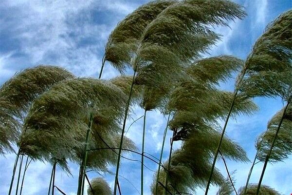 وزش بادهای نسبتا شدید از فردا در برخی مناطق کشور/احتمال خیزش گرد و خاک در استانهای غربی باد شدید