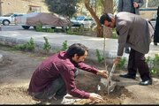 ببینید|غرس نهال به مناسبت هفته درختکاری در اداره کل راه و شهرسازی استان سیستان و بلوچستان