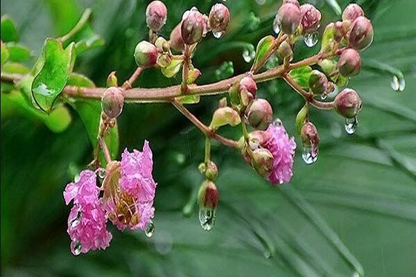 بارش پراکنده و وزش باد در  ارتفاعات البرز، خراسان رضوی و خراسان شمالی/روند افزایشی دما در تهران باران بهاری