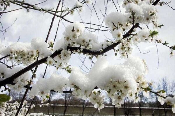 بارش برف و باران و کاهش دما در بیشتر استانهای کشور/لزوم اجتناب از سفرهای غیر ضروری و توقف فعالیتهای عمرانی برف بهاری