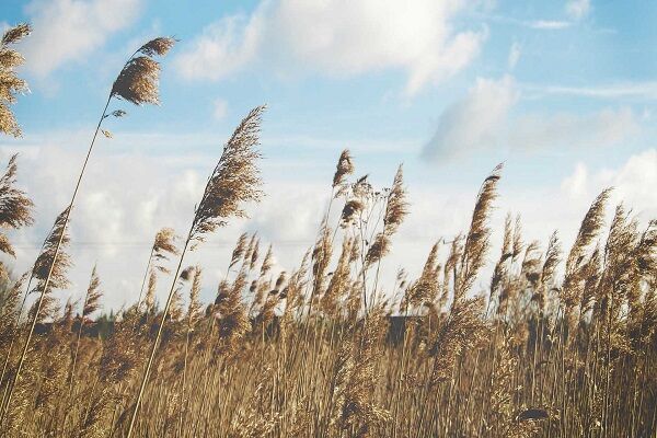 وزش باد شدید و احتمال بارش تگرگ و خیزش گردوخاک باد طوفان توفان وزش باد