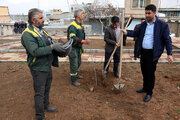 پویشی فرهنگی در روز ملی درختکاری با شعار (نهال نو ،خانه نو ،با دست تو ،برای تو ) در کرمانشاه