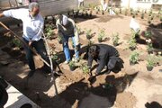 پویش درختکاری در ساختمان مرکزی اداره کل راه و شهرسازی قم