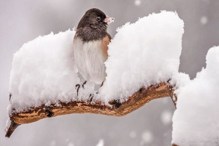 بارش برف و برف باران؛ امروز در شمال غرب و فردا در جنوب غرب برف بارش برف