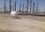 ببینید| آخرین وضعیت پروژه‌های در دست ساخت نهضت ملی مسکن شهرستان زابل