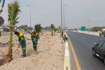 کاشت نخل زینتی